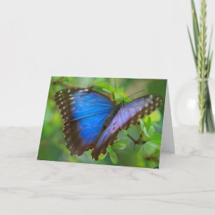 Blue Butterfly Card Karte