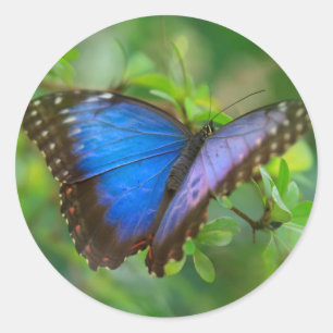Blue Butterfly Classic Round Aufkleber