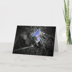 blue butterfly greeting card karte