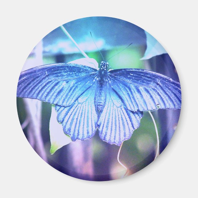 Blue Butterfly Magnet (Vorne)