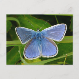 Blue Butterfly Postcard Feiertagspostkarte