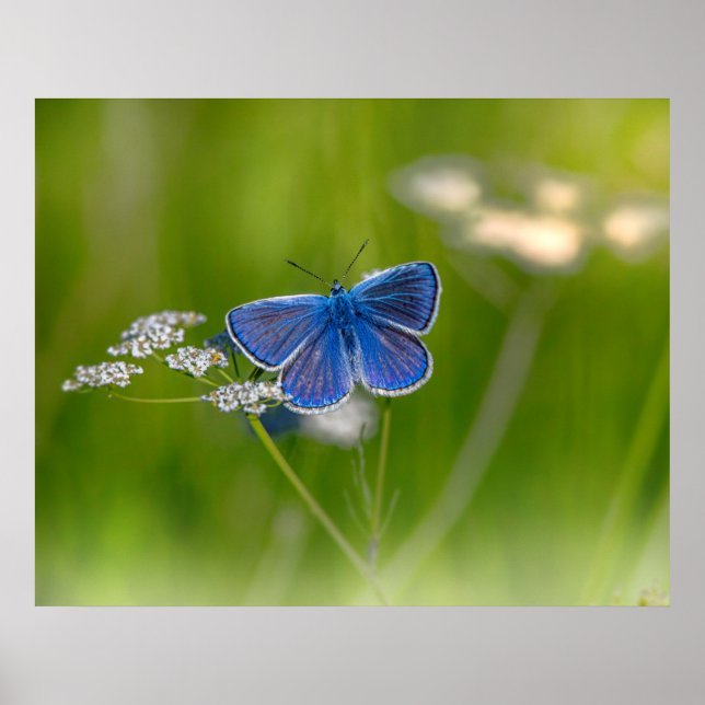 Blue Butterfly Poster (Vorne)