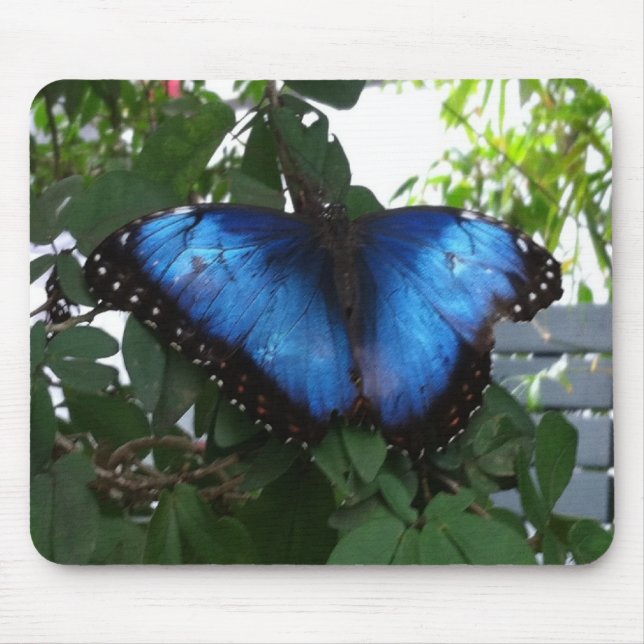 BLUE BUTTERY MOUSEPAD (Vorne)