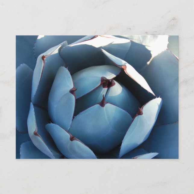 Blue Cactus Postcard Postkarte (Vorderseite)