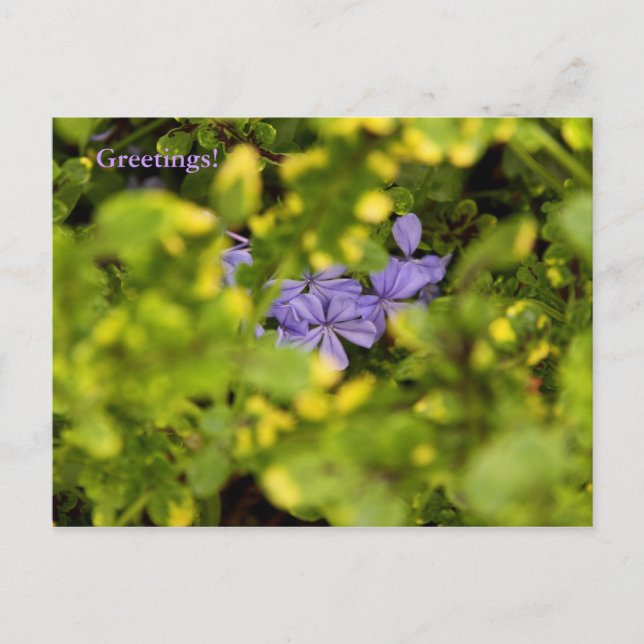 Blue Cape Plumbago Postcard Postkarte (Vorderseite)