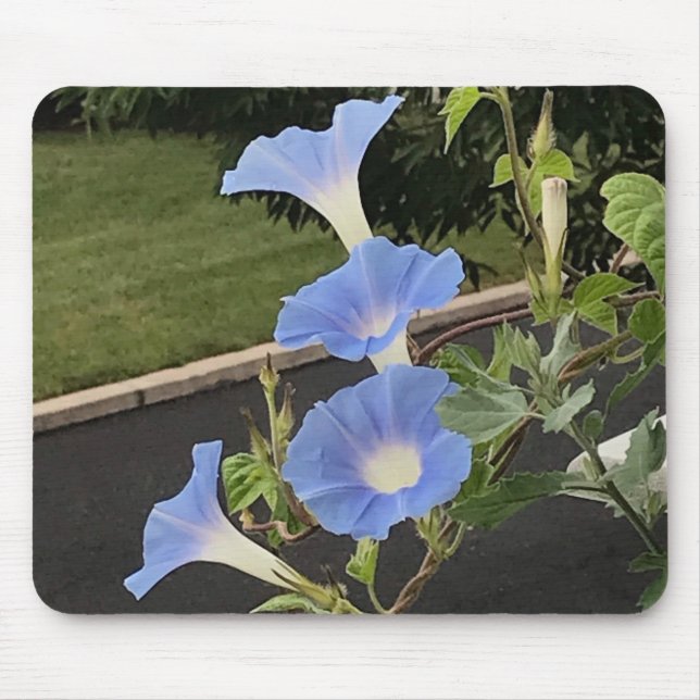 Blue Cascade Morning Glory Close-up Mousepad (Vorne)