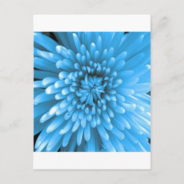 Blue Chrysanthemum Postkarte (Vorderseite)