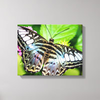 Blue Clipper Butterfly