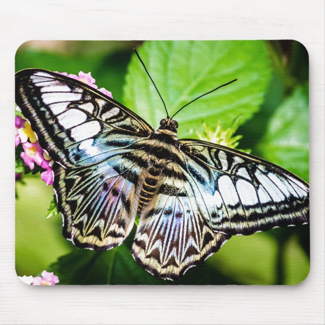 Blue Clipper Butterfly Mousepad (Vorne)