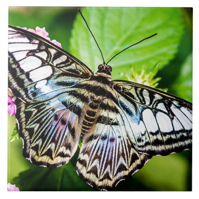 Blue Clipper Fliese (Vorderseite)