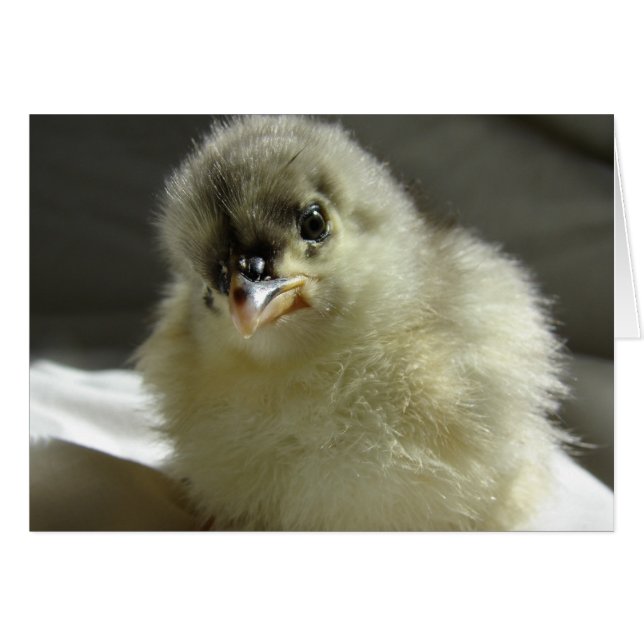 Blue Cochin Chick (Vorderseite (Horizontal))
