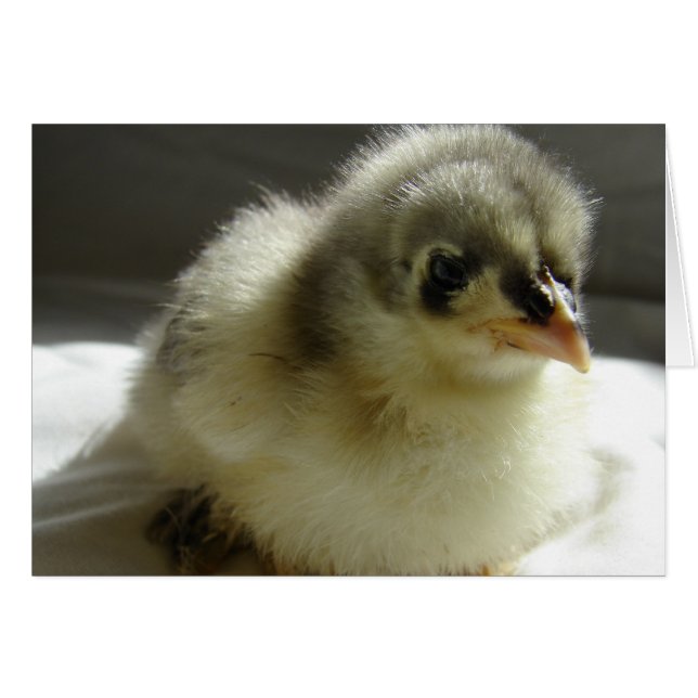 Blue Cochin Chick (Vorderseite (Horizontal))
