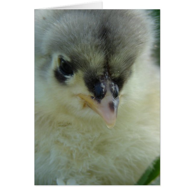 Blue Cochin Chick (Vorne)