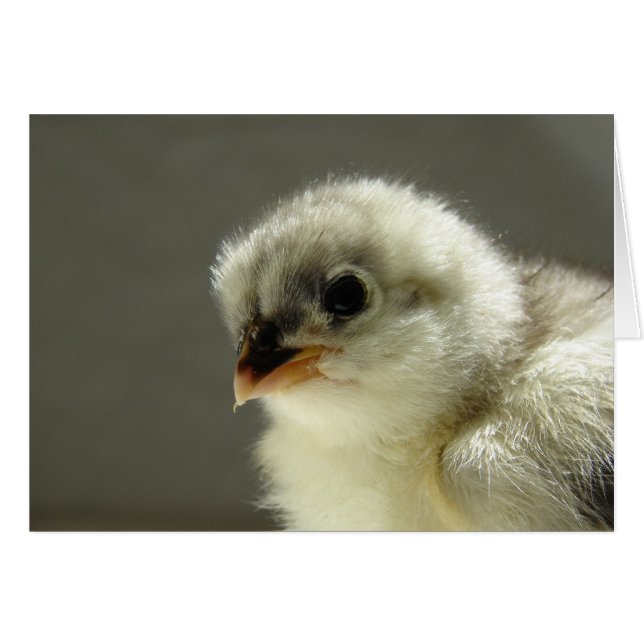 Blue Cochin Chick (Vorderseite (Horizontal))