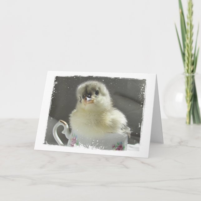 Blue Cochin Chick in a Teacup All Chance Karte (Vorderseite)