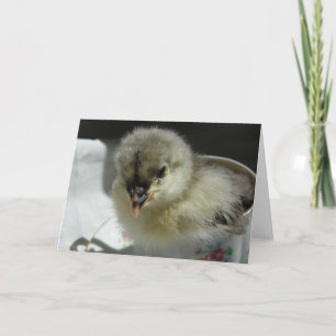 Blue Cochin Chick Karte