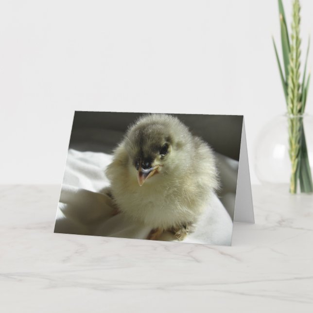 Blue Cochin Chick Karte (Vorderseite)