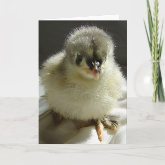 Blue Cochin Chick Karte (Vorderseite)