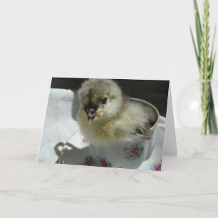 Blue Cochin Chick Karte