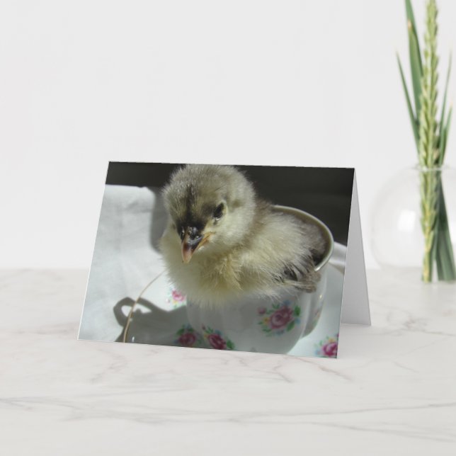 Blue Cochin Chick Karte (Vorderseite)
