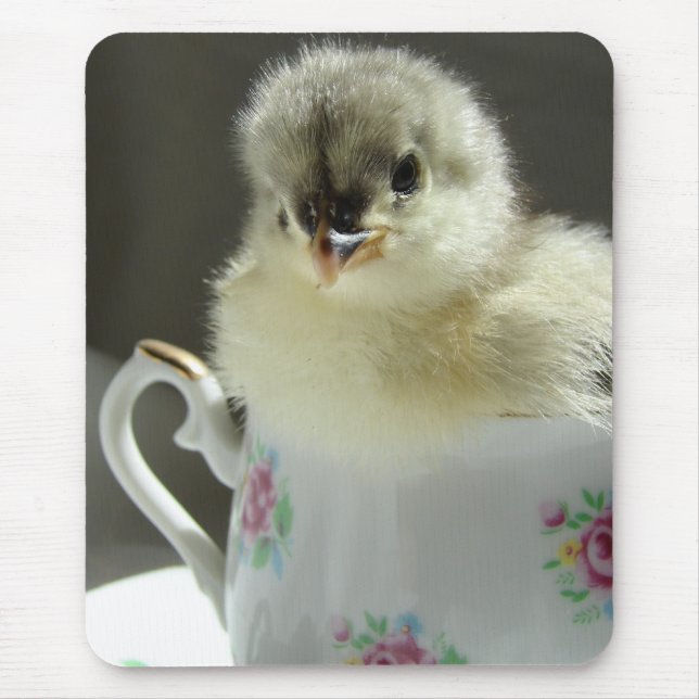 Blue Cochin Chick Mousepad (Vorne)