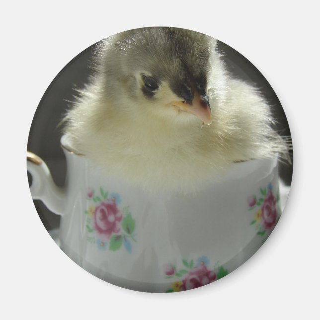 Blue Cochin Chick Teacup Magnet (Vorne)