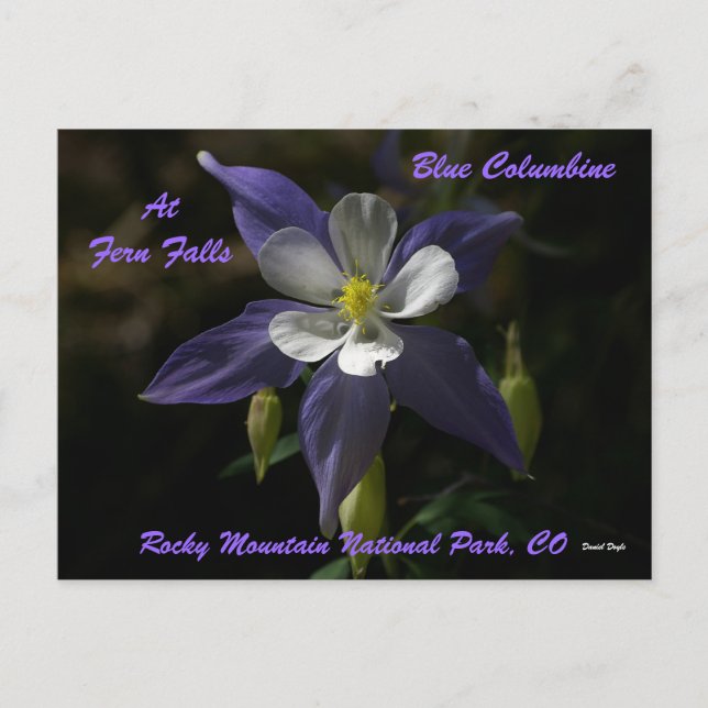 Blue Columbine at Fern Falls Postkarte (Vorderseite)