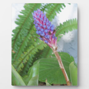 Blue Cone Bromeliad Blume Fotoplatte
