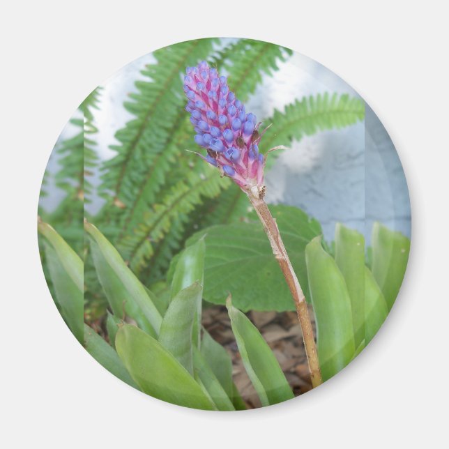 Blue Cone Bromeliad Blume Magnet (Vorne)