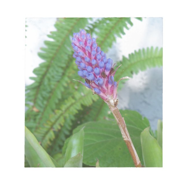 Blue Cone Bromeliad Blume Notizblock (Vorderseite)