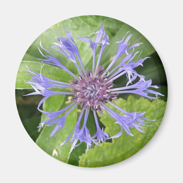 Blue Cornflower Magnet (Vorne)