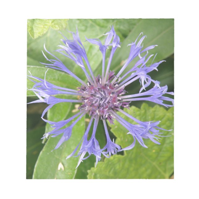 Blue Cornflower Notepad Notizblock (Vorderseite)