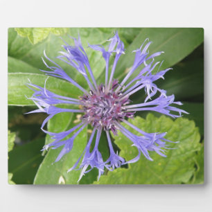Blue Cornflower Plaque Fotoplatte