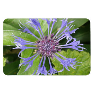 Blue Cornflower Premium Magnet