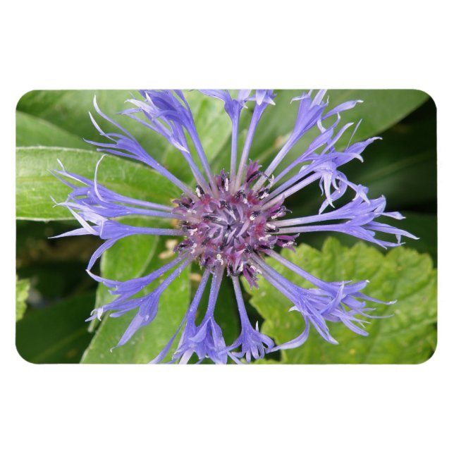 Blue Cornflower Premium Magnet (Horizontal)