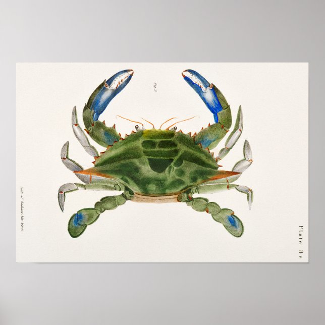 Blue Crab Illustration aus der Zoologie von New Yo Poster (Vorne)