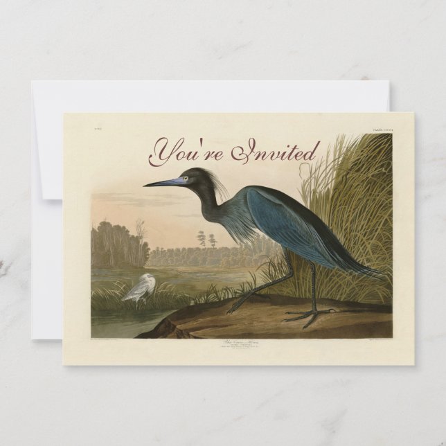 Blue Crane Heron Audubon Malerei Einladung (Vorderseite)