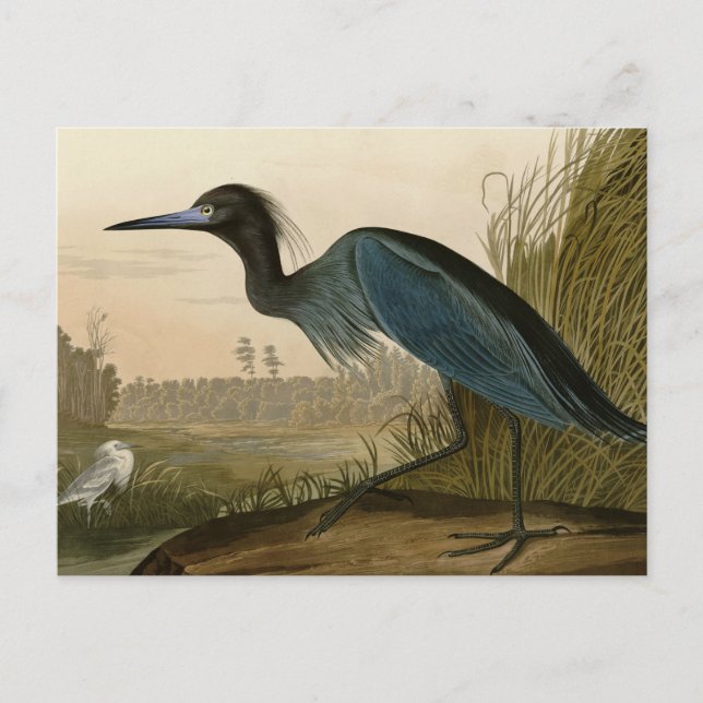 Blue Crane Heron Audubon Malerei Postkarte (Vorderseite)