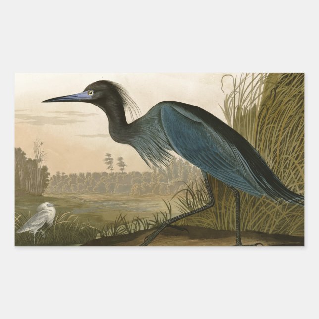 Blue Crane Heron Audubon Malerei Rechteckiger Aufkleber (Vorderseite)
