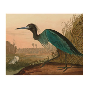 Blue Crane oder Heron Birds of America Audubon Pri Holzdruck