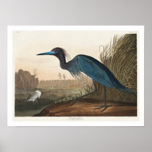 Blue Crane or Heron by Audubon Poster