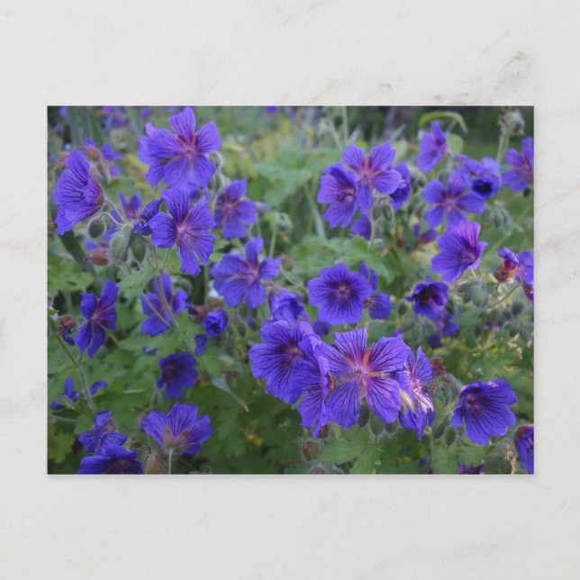 Blue Cranesbill Blume Postkarte (Vorderseite)