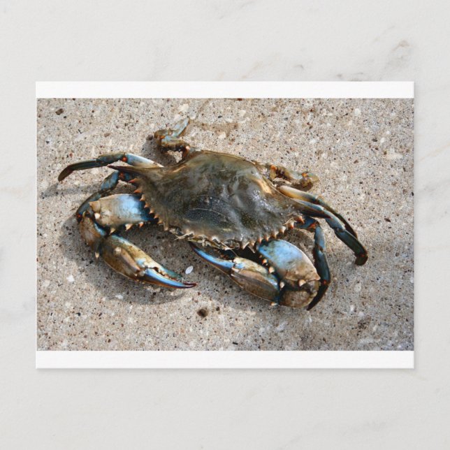 Blue Crawling Postkarte (Vorderseite)