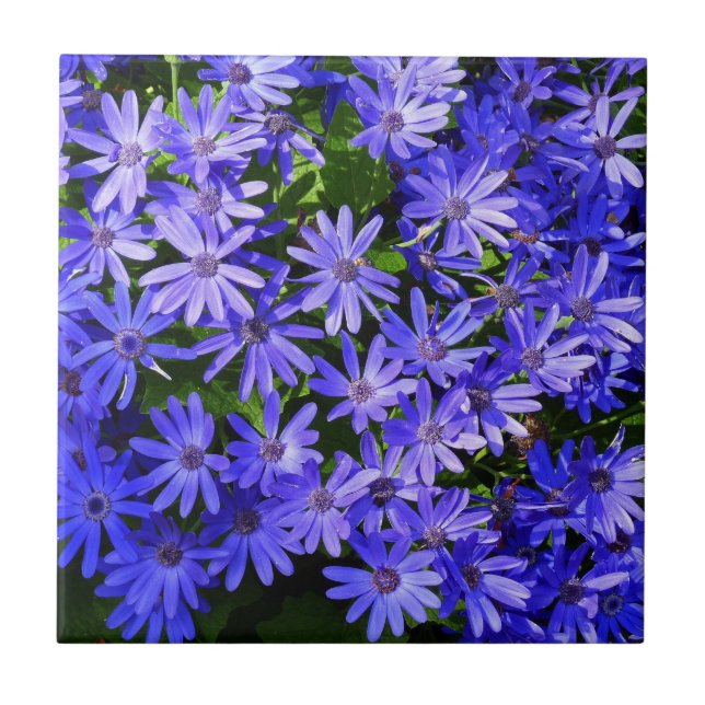 Blue Daisy ähnliche Blume Naturfotografie Fliese (Vorderseite)