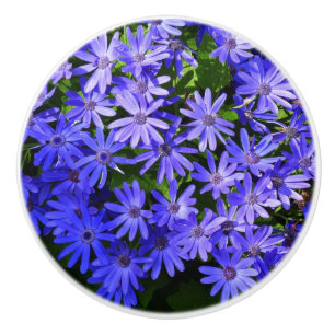 Blue Daisy ähnliche Blume Naturfotografie Keramikknauf