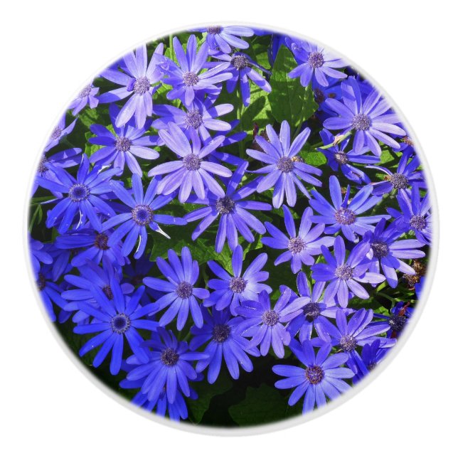 Blue Daisy ähnliche Blume Naturfotografie Keramikknauf (Vorderseite)