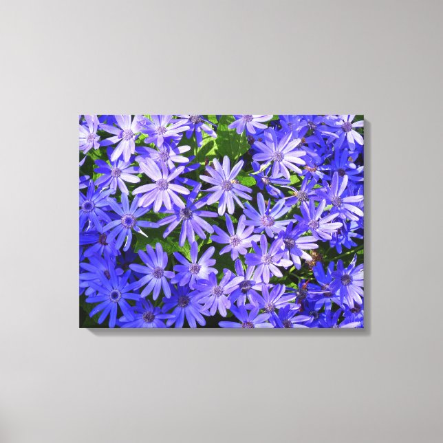 Blue Daisy ähnliche Blume Naturfotografie Leinwanddruck (Vorderseite)