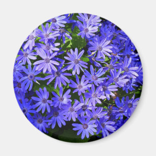 Blue Daisy ähnliche Blume Naturfotografie Magnet