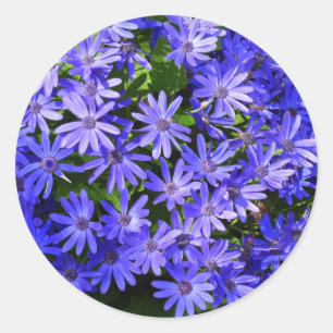 Blue Daisy ähnliche Blume Naturfotografie Runder Aufkleber
