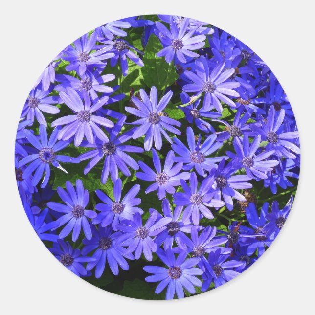 Blue Daisy ähnliche Blume Naturfotografie Runder Aufkleber (Vorderseite)